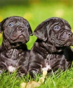 Cane Corso Puppies Paint by numbers