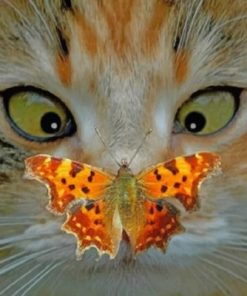 Cat And Butterfly Paint by numbers