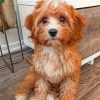 Cavapoo Dog paint by numbers