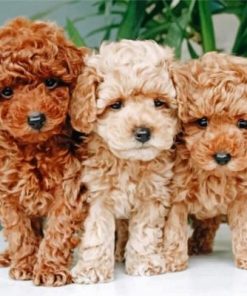 Cavapoo Puppies Paint by numbers