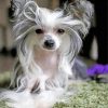 Chinese Crested Dog Paint by numbers