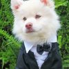 classy-american-eskimo-dog-paint-by-number