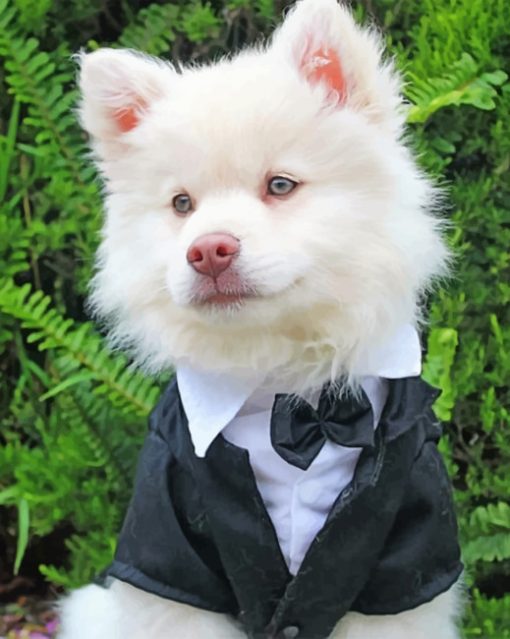 classy-american-eskimo-dog-paint-by-number