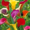 Colorful Arum Lilies paint by numbers