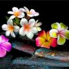 Colorful Frangipani Paint by numbers