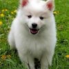 cute-american-eskimo-dog-paint-by-numbers