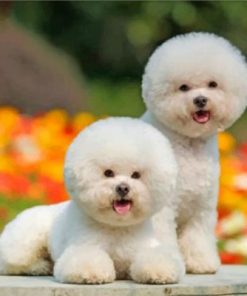 Cute Bichon Puppies Paint by numbers