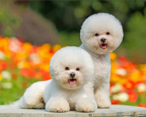 Cute Bichon Puppies Paint by numbers