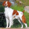 Cute Brittany Spaniel paint by numbers