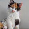 Cute Calico Cat Paint by numbers