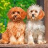 Cute Cavapoo Dogs Paint by numbers