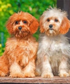 Cute Cavapoo Dogs Paint by numbers