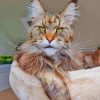 Cute Maine Coon Cat Paint by numbers