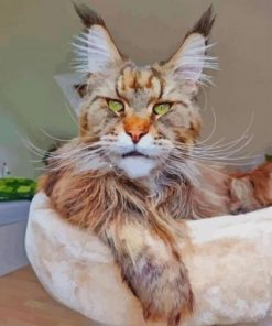 Cute Maine Coon Cat Paint by numbers