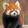 Cute Red Panda Paint by numbers