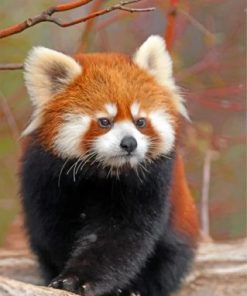 Cute Red Panda Paint by numbers