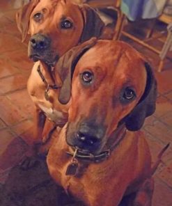 Rhodesian Ridgeback Dogs Paint by numbers