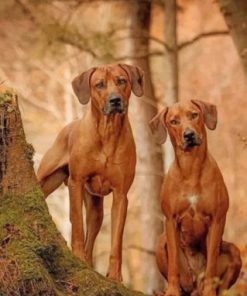 Cute Rhodesian Ridgeback Paint by numbers