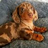 Cute Sausage Dog Paint by numbers