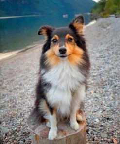 Cute Sheltie Paint by numbers