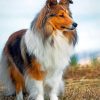 cute-shelties-paint-by-number