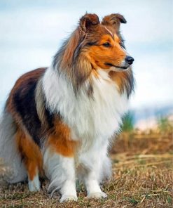 cute-shelties-paint-by-number