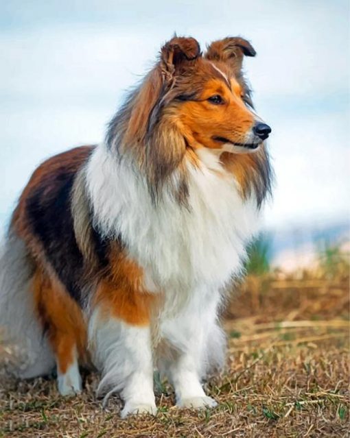 cute-shelties-paint-by-number