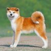 Akita Puppy Paint by numbers