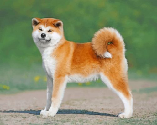 Akita Puppy Paint by numbers