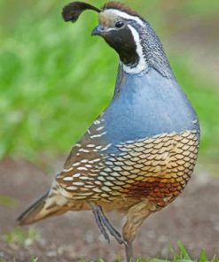 Gambel's Quail Desert Bird Paint by numbers