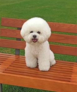 Fluffy Bichon Frise Paint by numbers