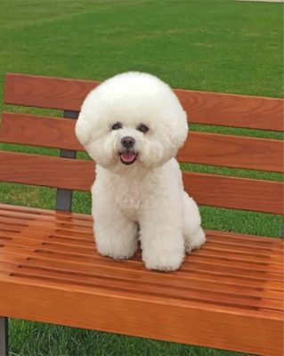 Fluffy Bichon Frise Paint by numbers