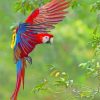 Flying Scarlet Macaw Paint by numbers