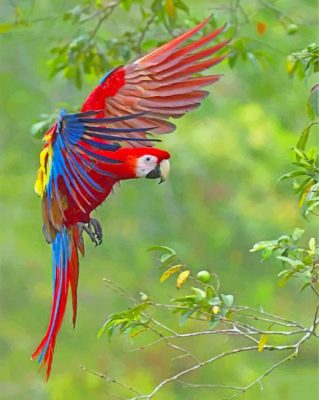 Flying Scarlet Macaw Paint by numbers