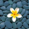 Frangipani And Stones Paint by numbers