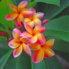 Frangipani Flowers paint by numbers