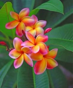 Frangipani Flowers paint by numbers