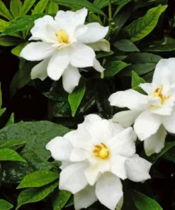 Gardenias Flowers Paint by numbers