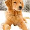 Golden Retriever In The Snow Paint by numbers