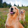 Golden Retrievers Paint by numbers