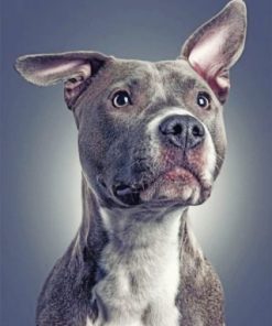 Gray Pit bull Dog Animal Paint by numbers