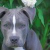 Gray Pit bull Dog Paint by numbers