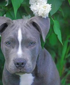 Gray Pit bull Dog Paint by numbers