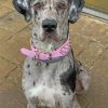 Great Dane Dog paint by numbers