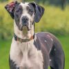 Great Dane Dog Paint by numbers