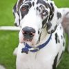 Great Dane Dog Paint by numbers