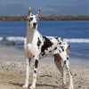 Great Dane Paint by numbers