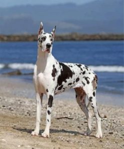 Great Dane Paint by numbers