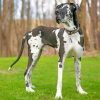 Great Dane Dog Pet Paint by numbers