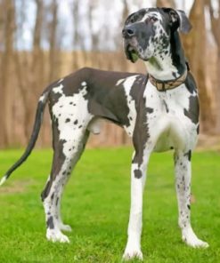 Great Dane Dog Pet Paint by numbers